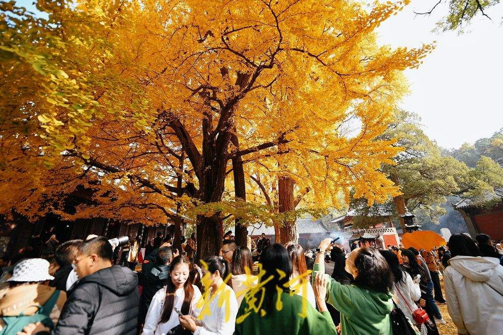 一年四季 泉在济南丨灵岩寺千年古银杏树换金装，深秋泉城诗意浓