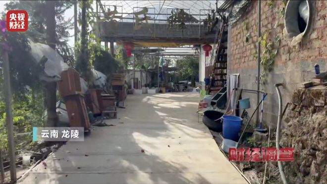 “杀人蜂”遭滥养 有人赚得盆满钵满 央视曝光