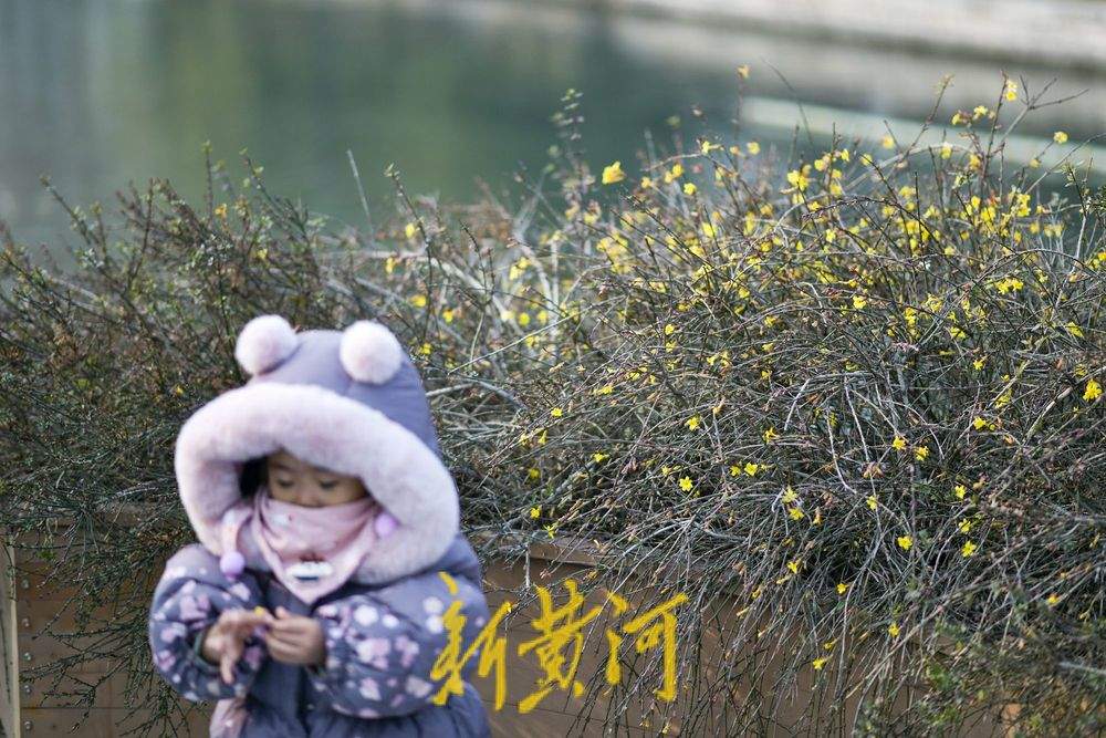 泉城冬日暖如春 护城河畔迎春花“错季”绽放