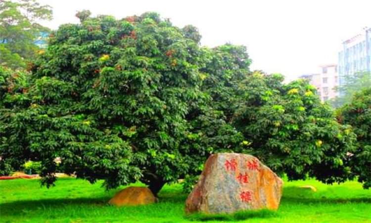 增城挂绿荔枝6个要卖298元，它究竟是何方神圣？