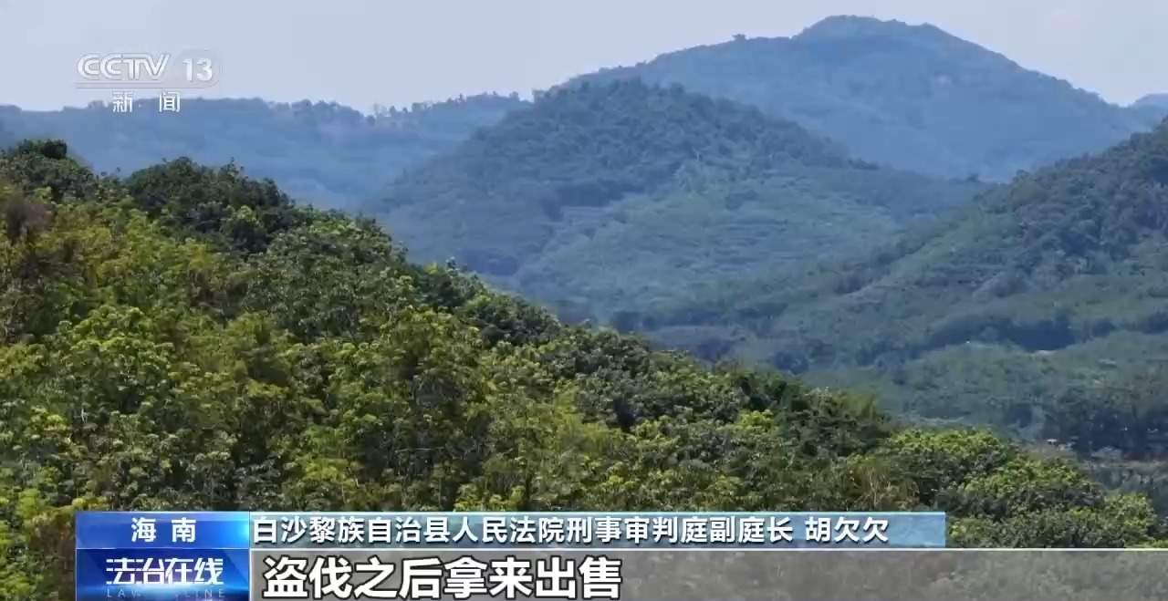 结伙徒步进山 多次在国家公园盗伐珍贵名木 26人被判刑