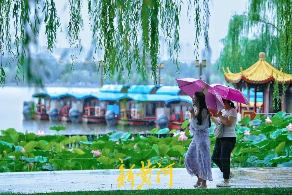 入伏首日迎降雨 大明湖雨荷相映引游人驻足