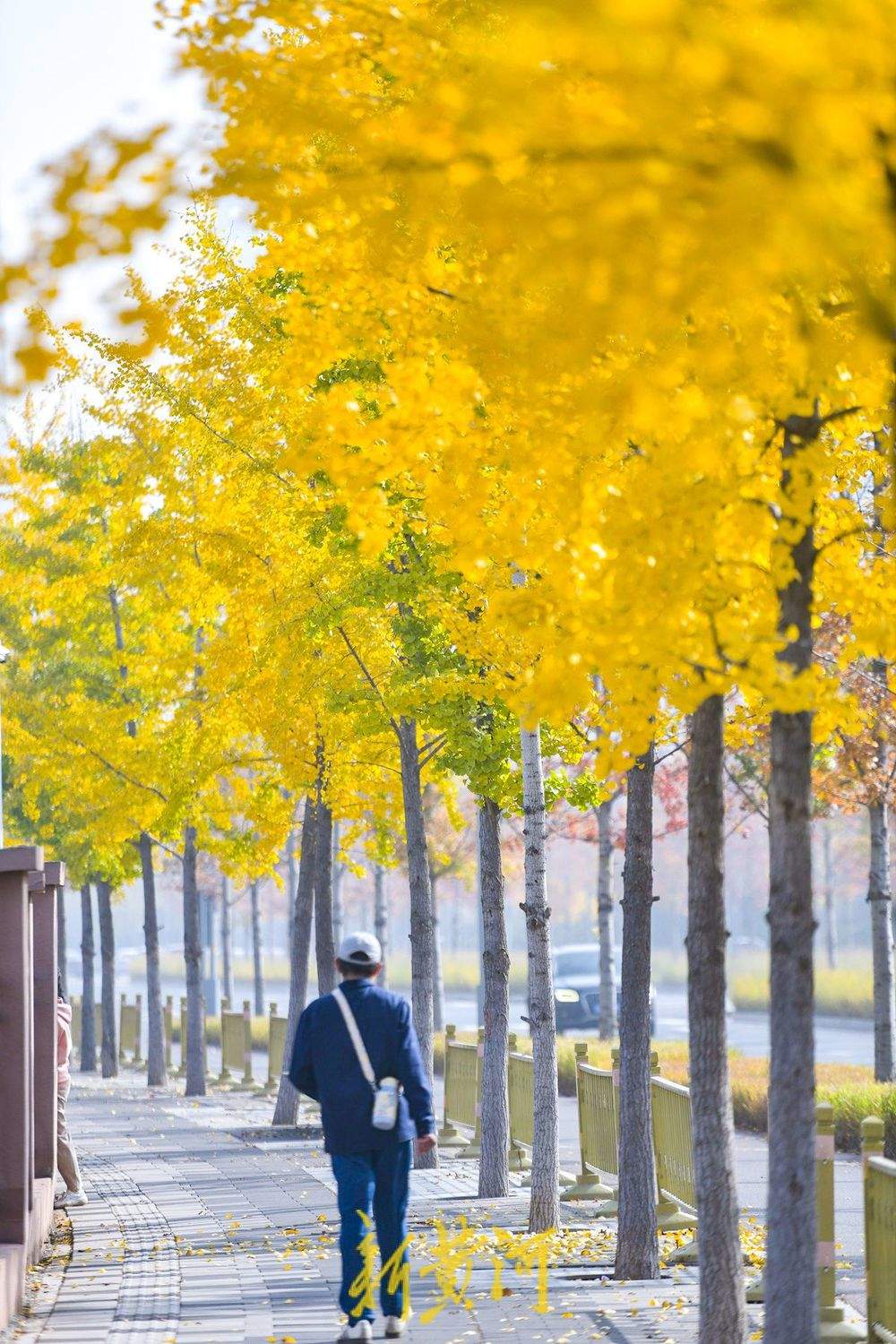 一年四季 泉在济南丨在济南CBD打卡深秋最美赏叶路