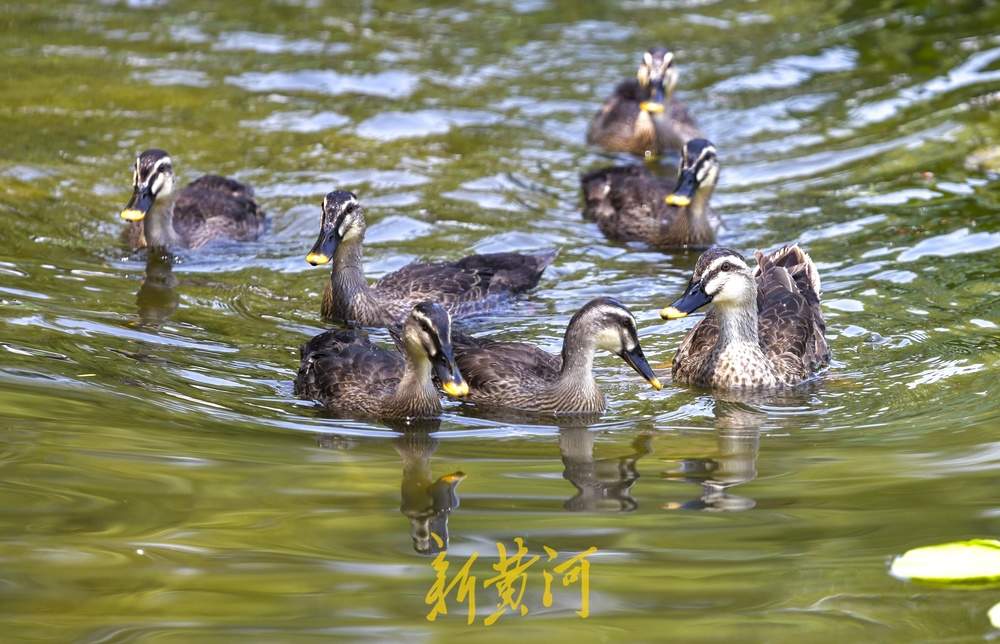 鸟窝快挤不下它们了！城市中的野生鸟宝宝们长大了