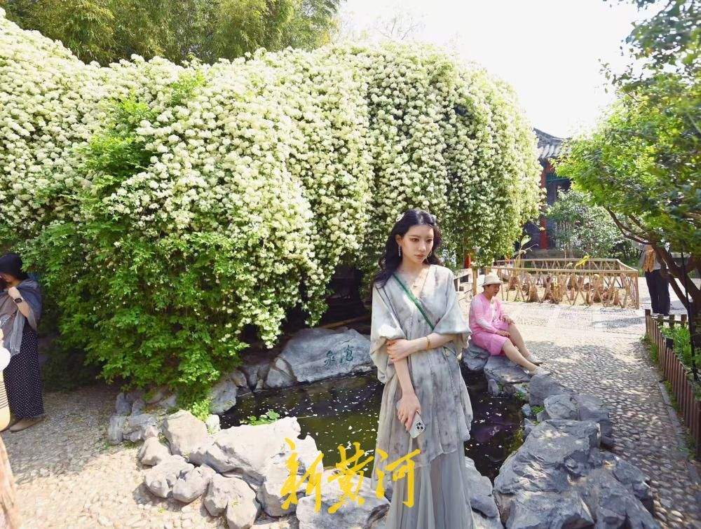 济南趵突泉公园木香花盛开如漫天繁星