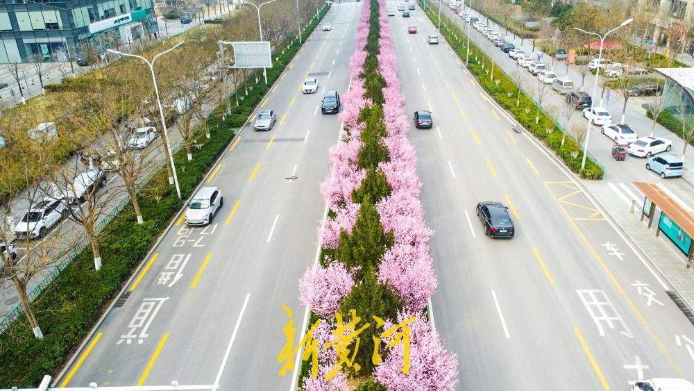一年四季 泉在济南丨美人梅盛放 条街道变身“粉色花廊”