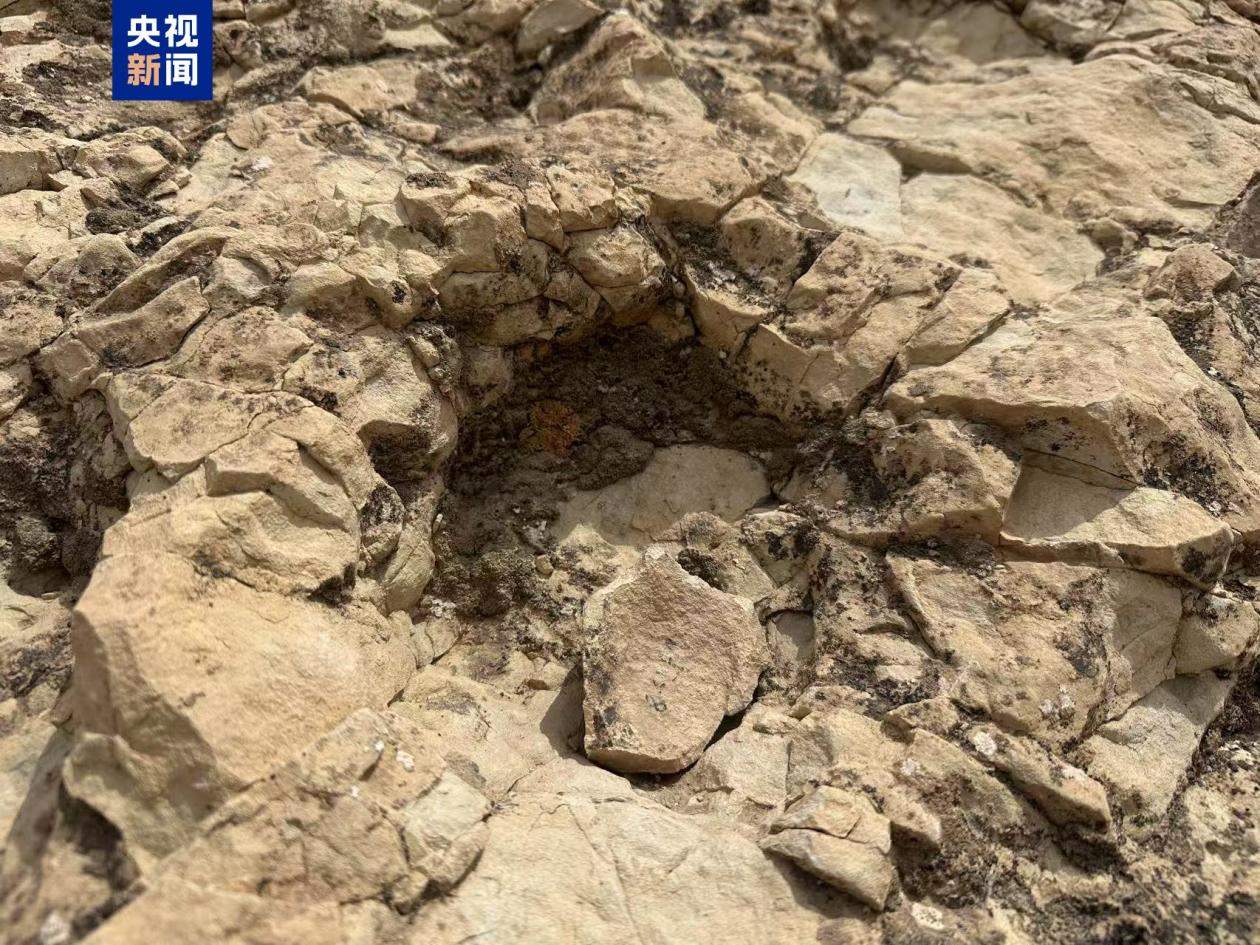 首次记录 宁夏中部发现蜥脚类恐龙大面积足迹群