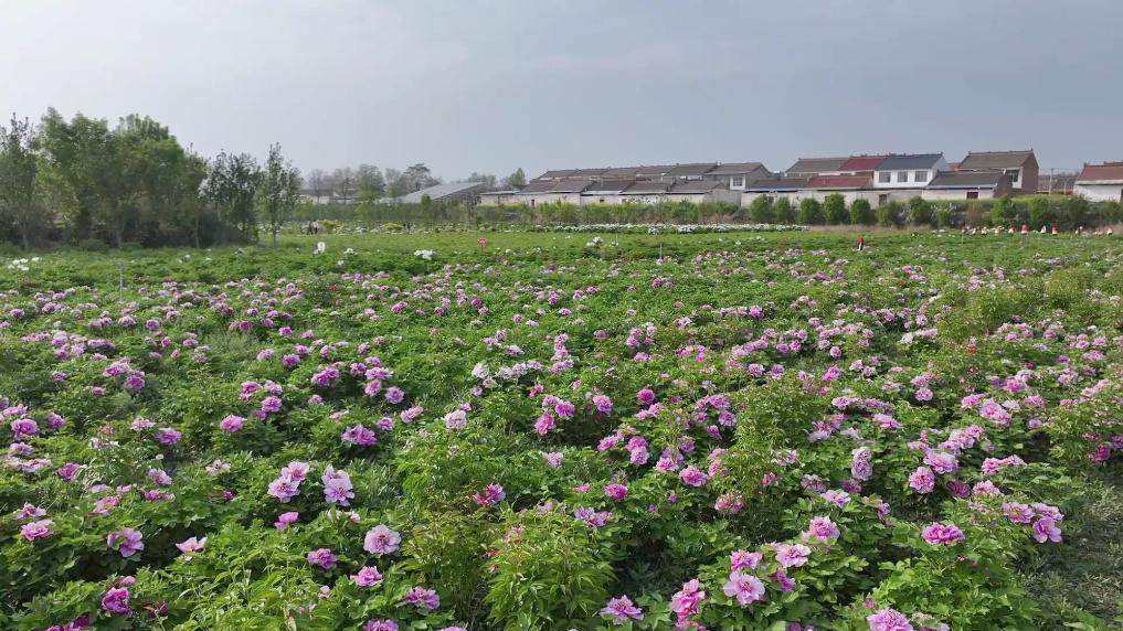 新华视点丨春日焕新景 产业促振兴