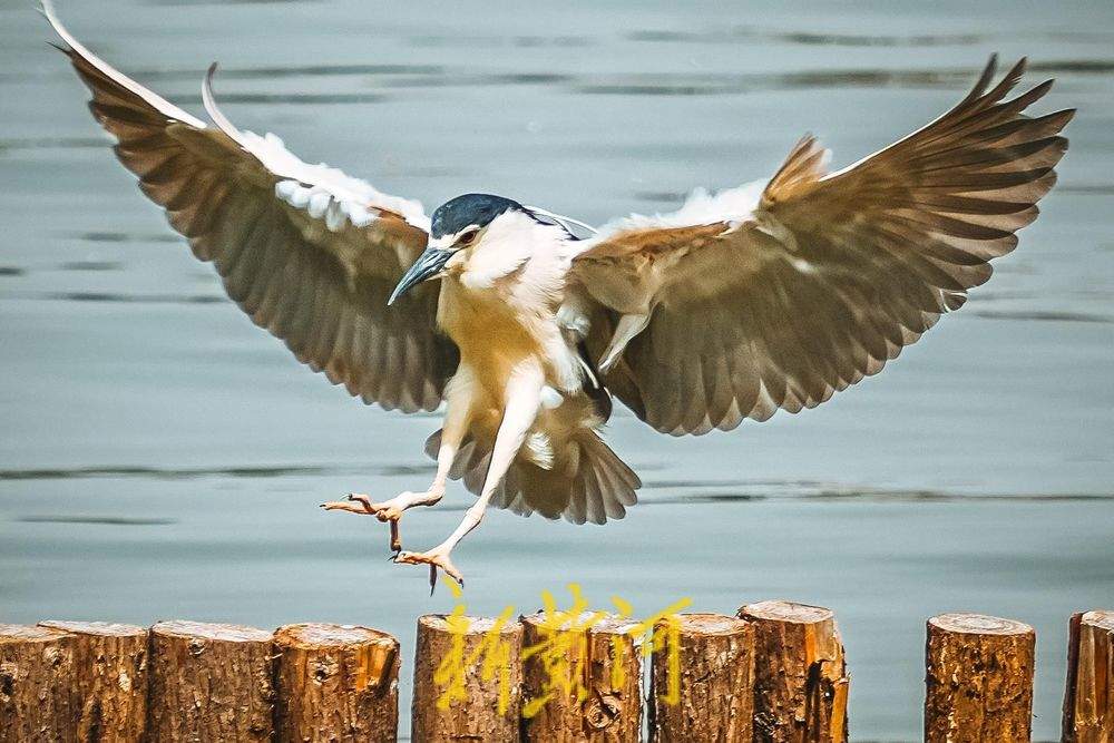 济南大明湖夜鹭翩跹，春意盎然绘就生态画卷