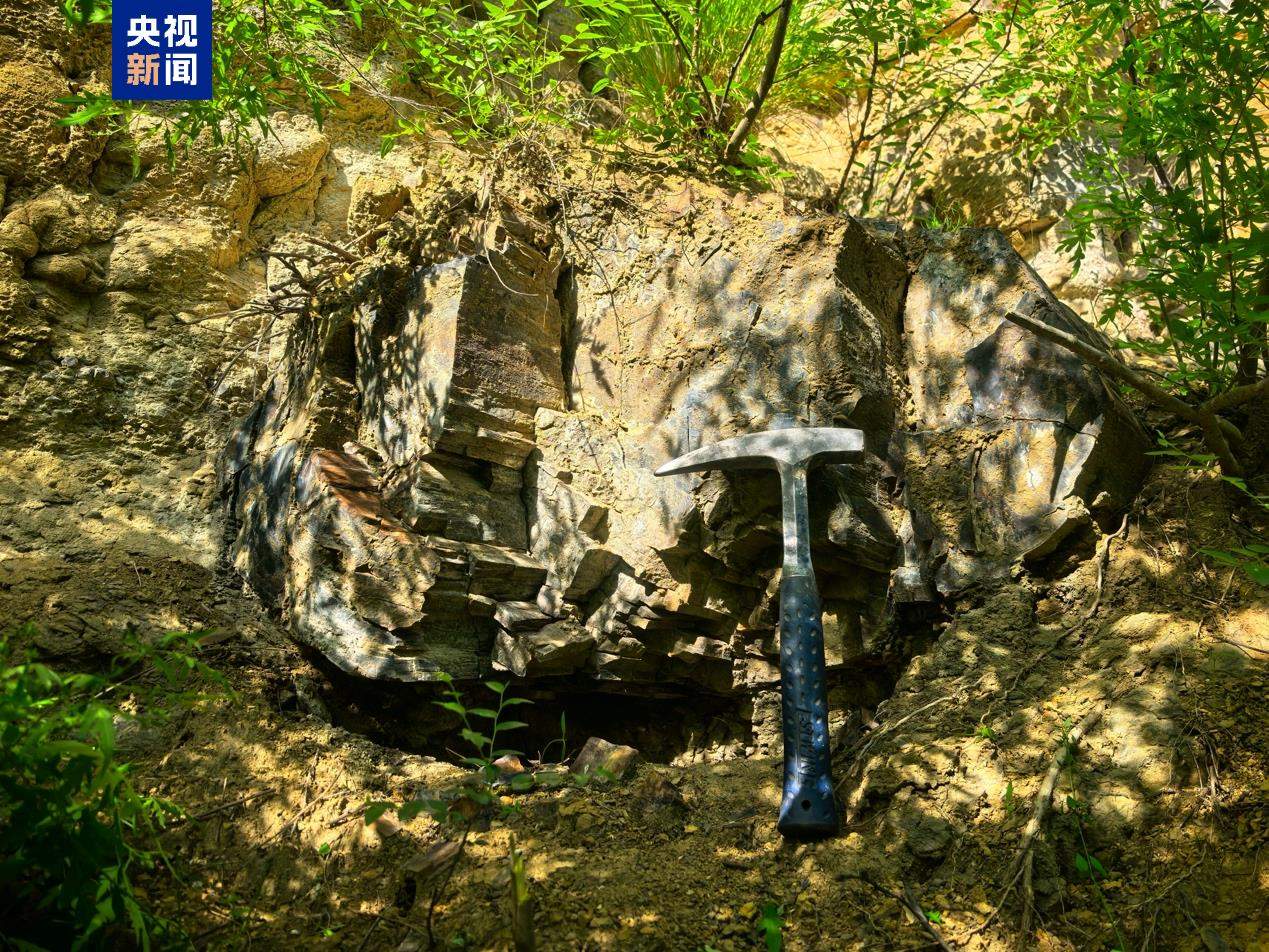 山西阳泉发现约2.95亿年前木化石