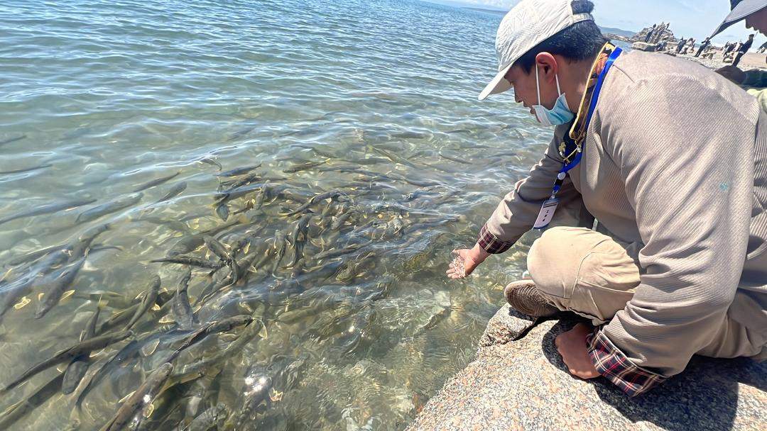 从0.26万吨增至12.03万吨！生态保护助青海湖湟鱼上演生命奇观