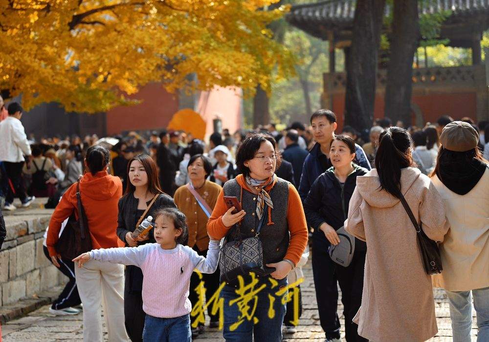 一年四季 泉在济南丨灵岩寺千年古银杏树换金装，深秋泉城诗意浓