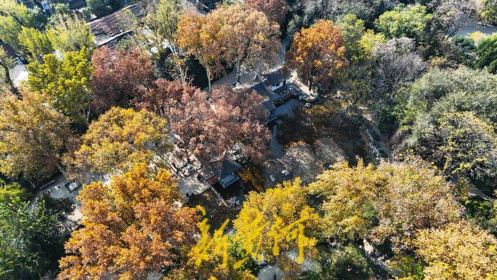 泉城百年历史的公园里邂逅初冬美景