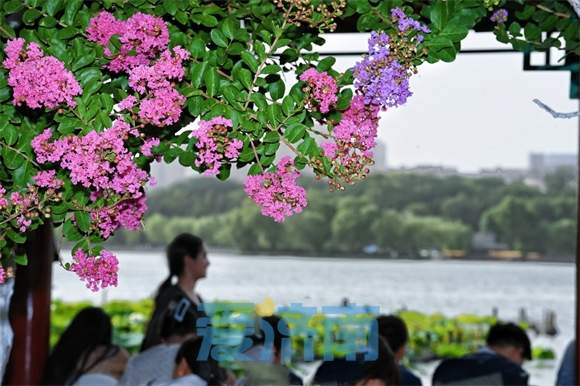 济南大明湖畔“夏紫薇”盛夏迎风开