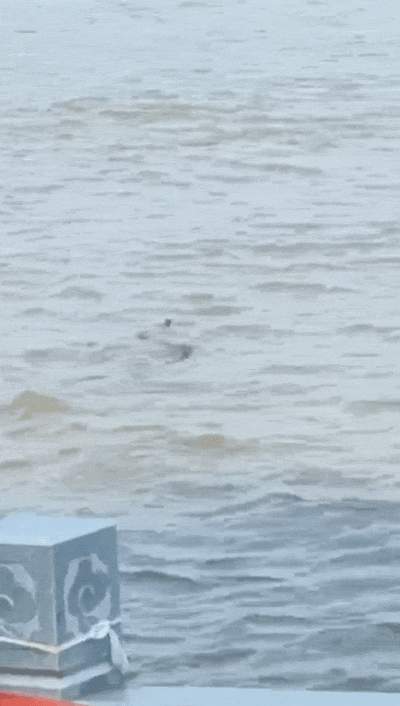 武汉江滩大蛇爬上监控杆 专家：蛇在高处避水属应激反应