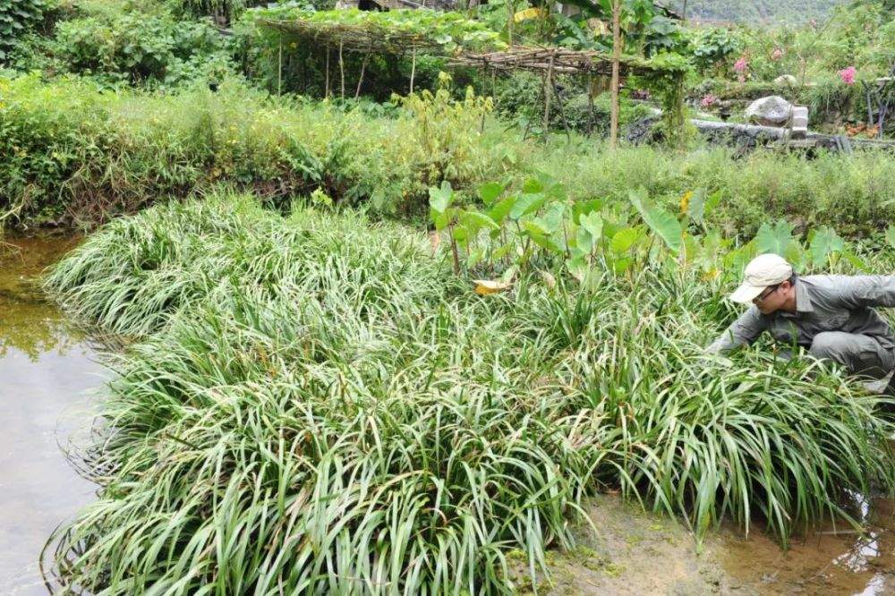 大学生逛菜市场，发现新物种！