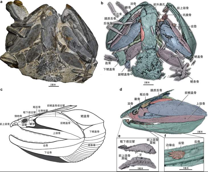 我国硬骨鱼类研究新突破！填补“从鱼到人”演化空白