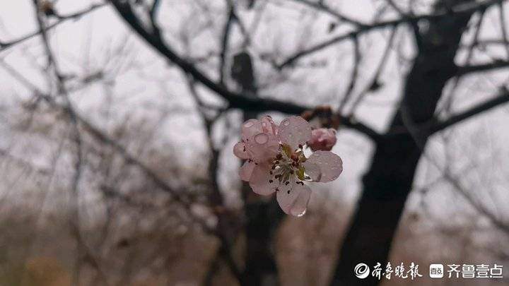 千佛山的山桃花开了！花期10天，莫错过