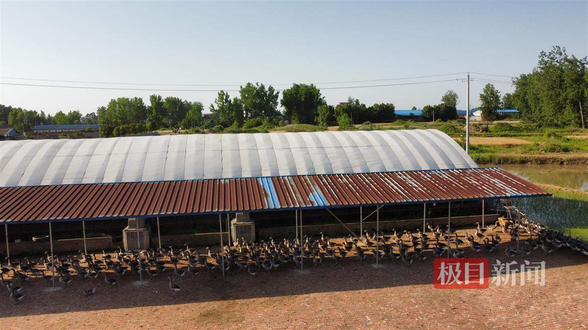 全国三分之一法式鹅肝产自安徽霍邱，法国名菜成了安徽“土特产”？