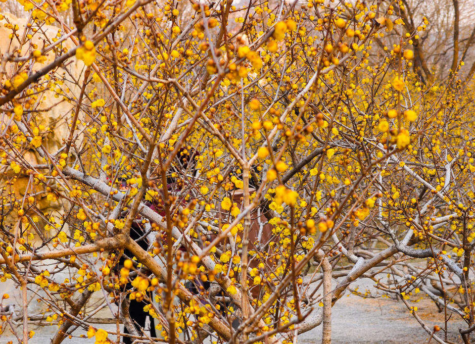 济南千佛山蜡梅园进入最后的赏花期，各品种蜡梅清香扑鼻令人心醉