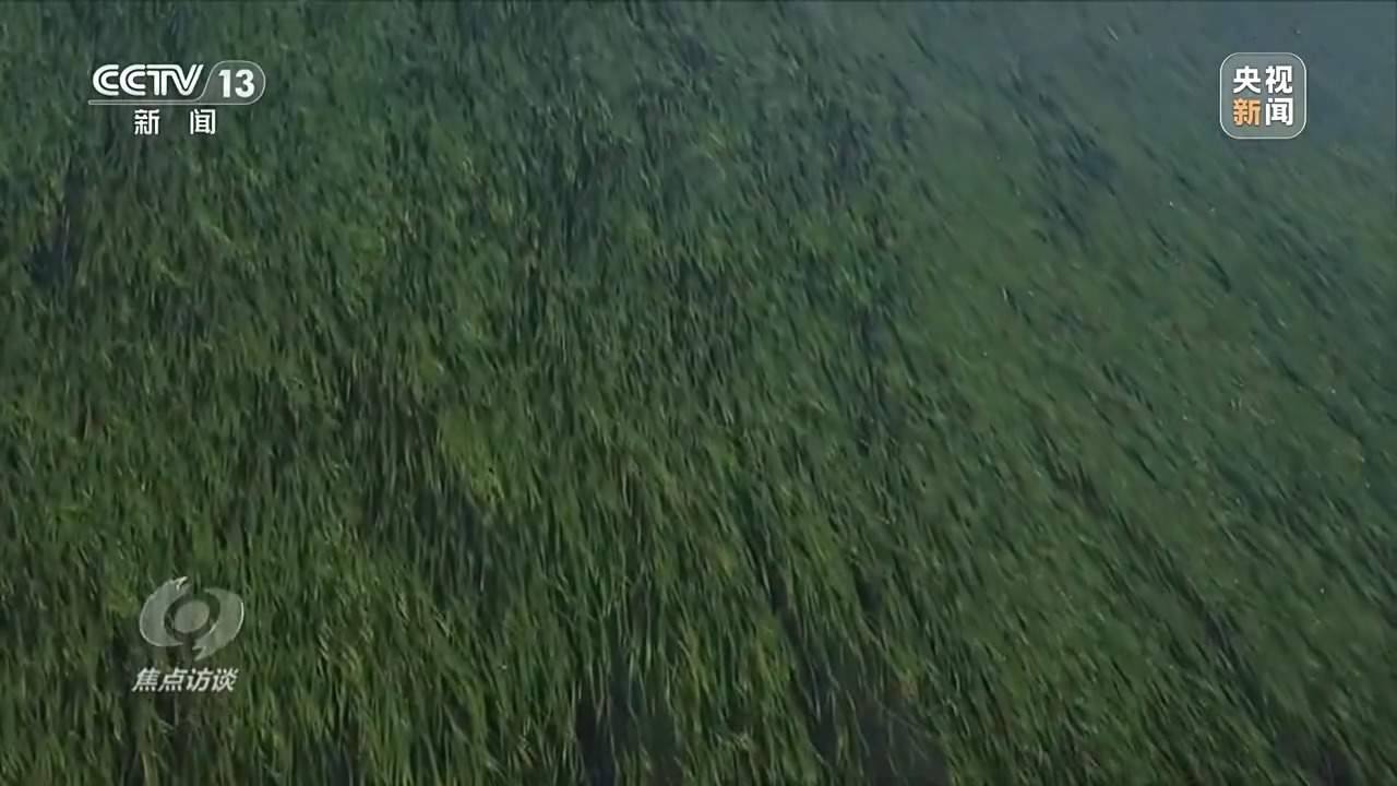 焦点访谈丨保护海洋生态 守好人海和谐的蓝色家园