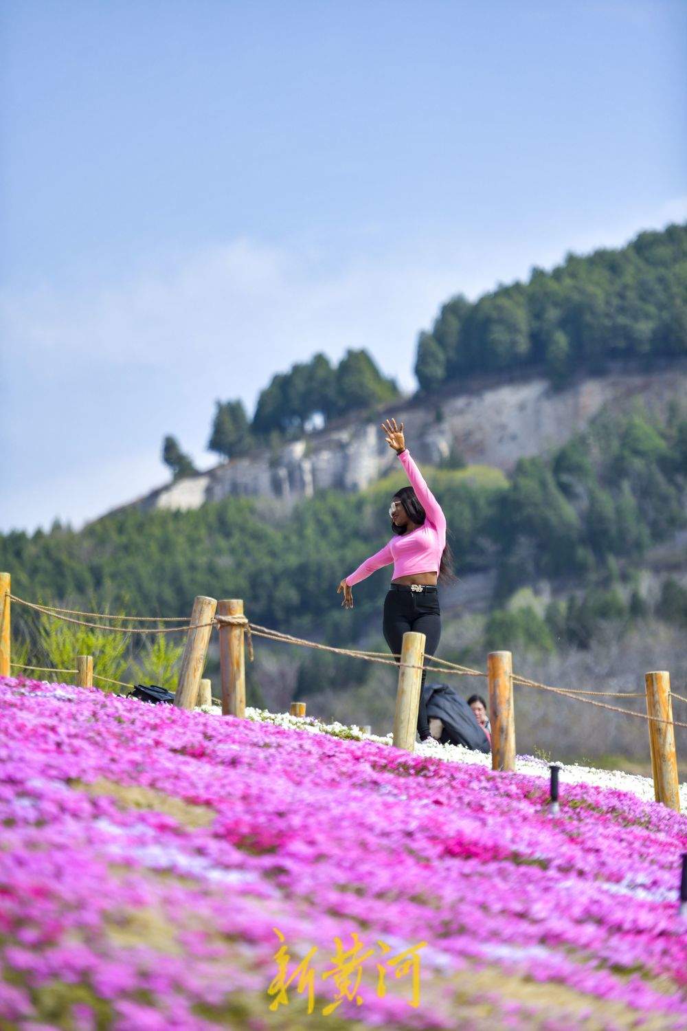 “泉”在济南过五一｜济南牧牛山公园福禄考花盛开