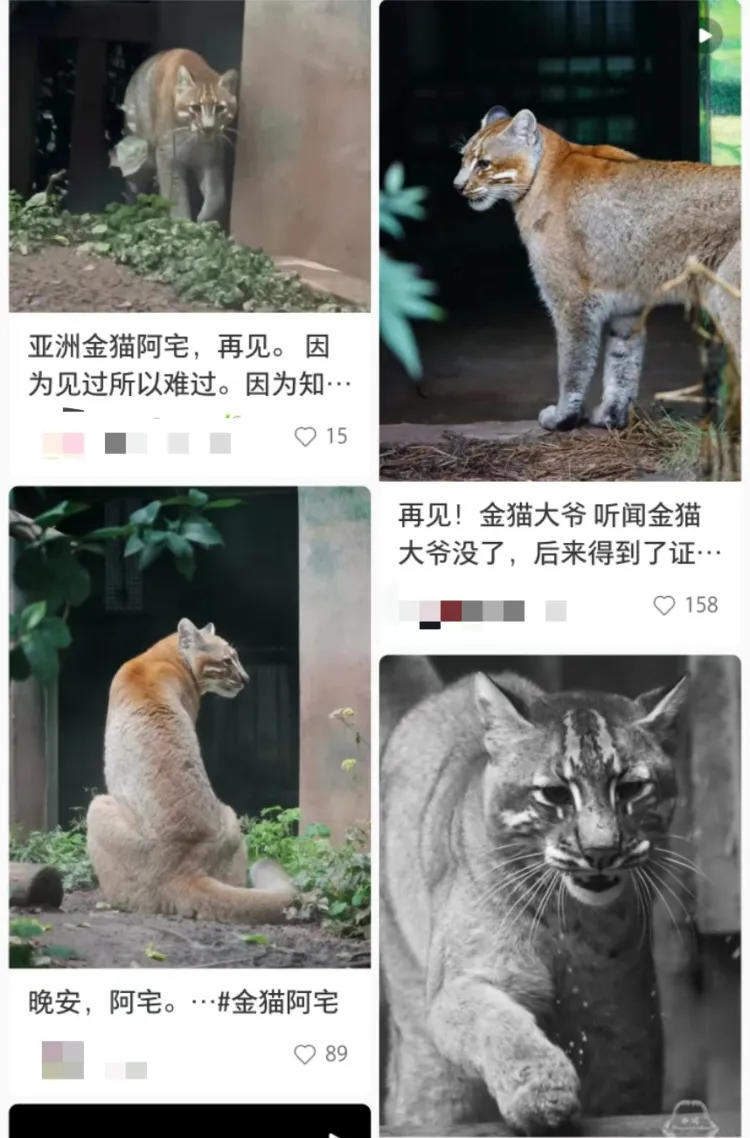 亚洲金猫“阿宅”去世：超过15岁，比大熊猫还珍贵