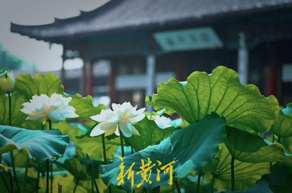 一池荷景映古亭，大明湖畔小沧浪亭荷塘美出圈