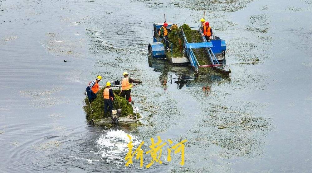 腊山分洪道水草进入生长旺季 打捞船河面穿梭作业清理