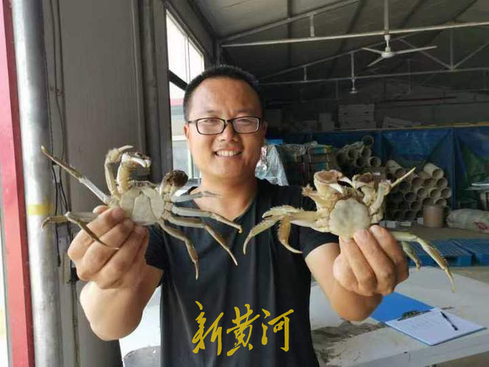 大闸蟹即将批量上市，济南市场9成以上是南方蟹