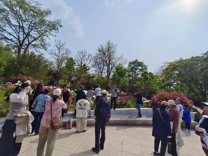 济南紫藤萝瀑布刷屏社交平台，有市民感慨“语文课本照进现实”