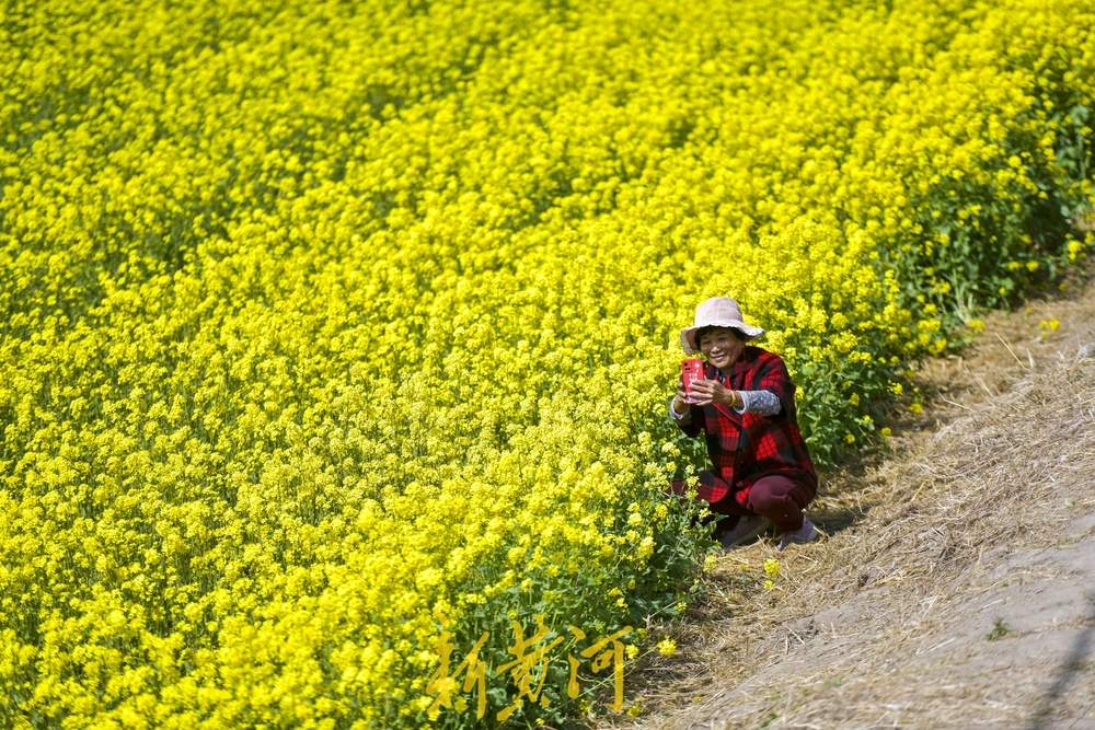 济南这处油菜花地免费开放，市民可尽情拍照嬉闹