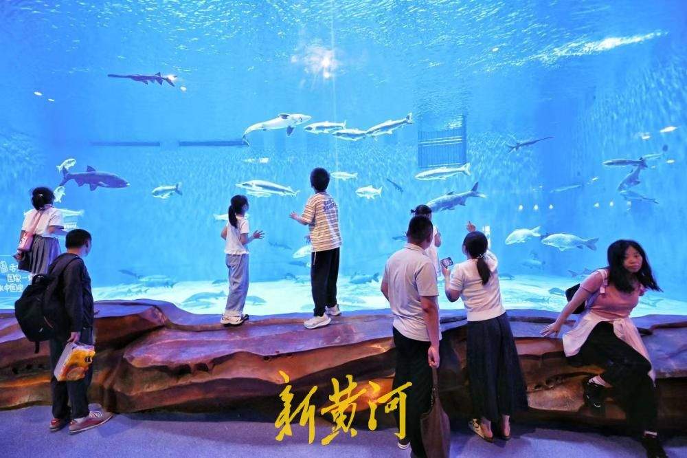 “六一”遇酷暑 济南融创海世界成亲子避暑地 人鱼表演人气爆棚