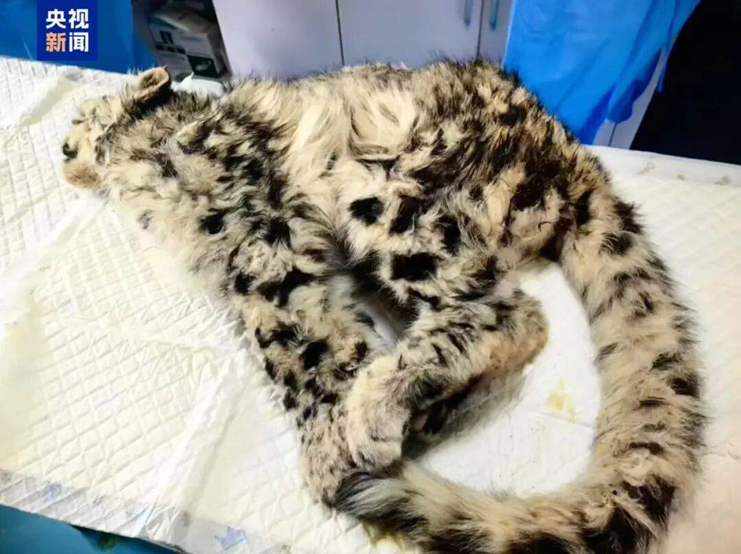 救护中心圈养“凌小蛰”博流量？真相来了
