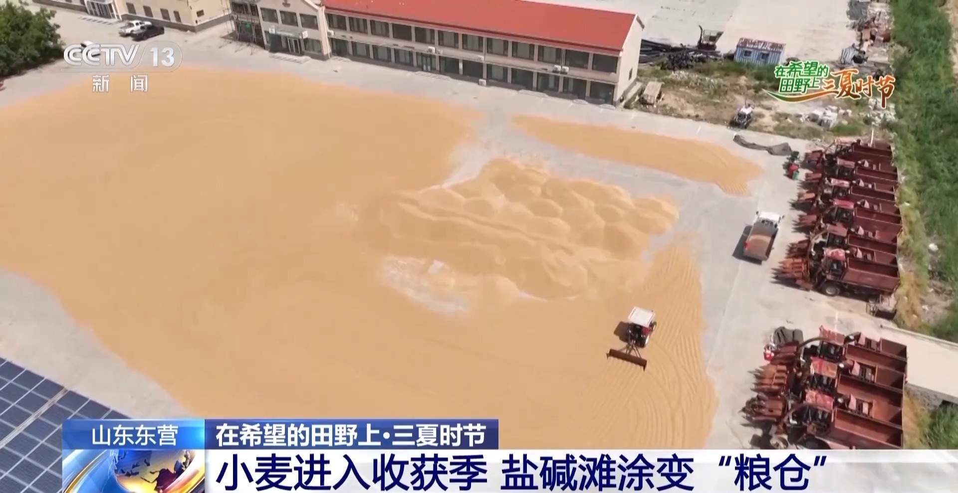 新品种新技术齐上阵 多地一片好“丰”景