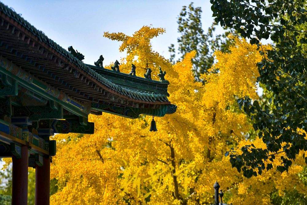 当超然楼遇上秋日黄叶，济南的古今在此重叠