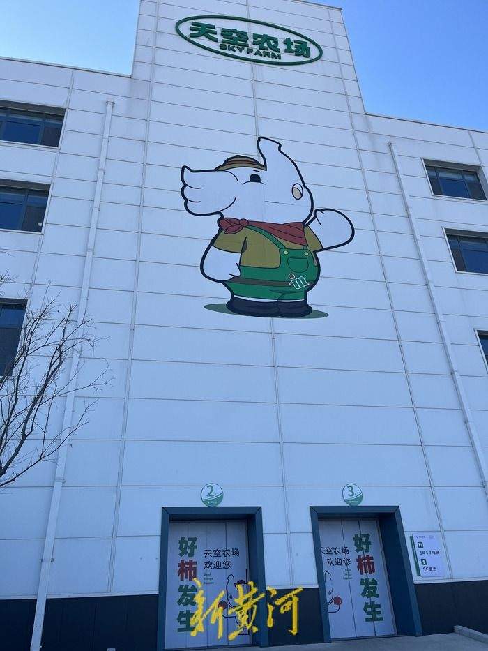 济南这座农场里的西红柿“飞”在18米高空，还是吸碳“小能手”