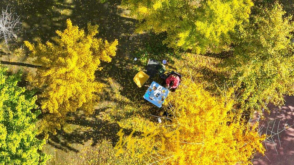 一年四季 泉在济南丨深秋百里黄河风景区，大堤戴上金绿相间的“项链”