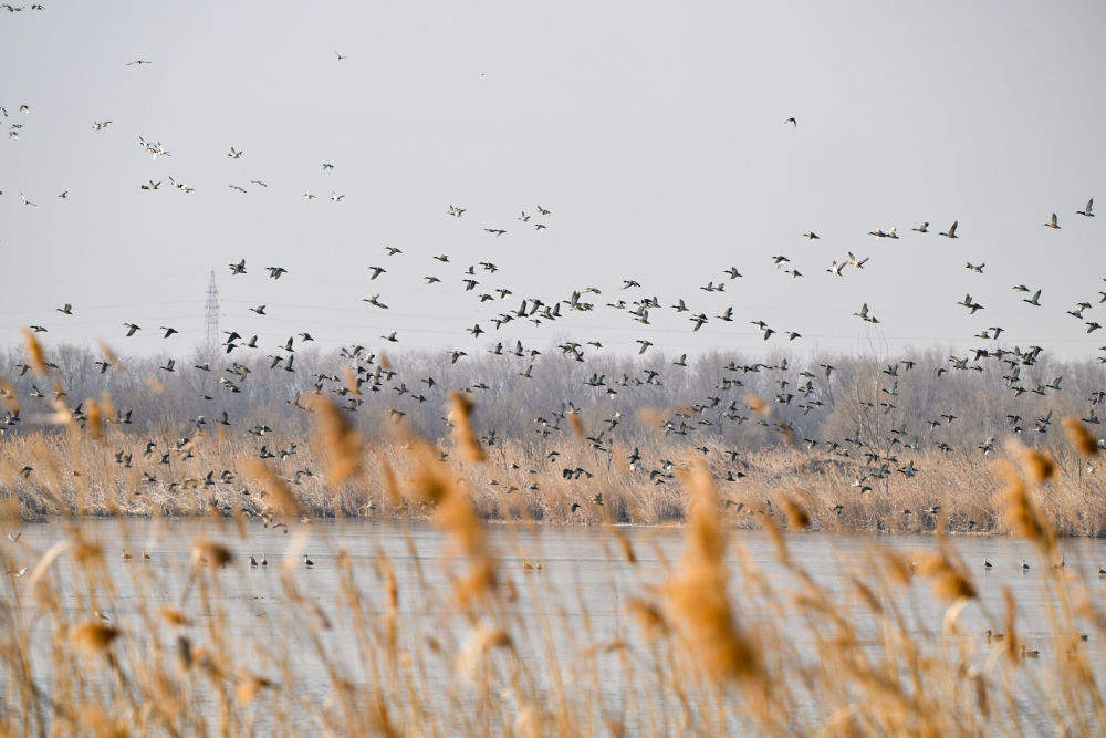 一座中国村庄的“气候民生”