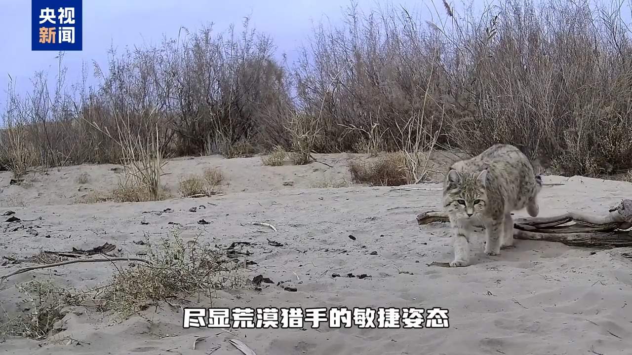 惊喜！塔克拉玛干沙漠腹地记录到亚洲野猫影像