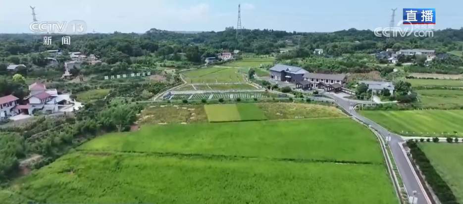 新模式打造新“稻”路 “水稻+”绘就希望的田野好“丰”景