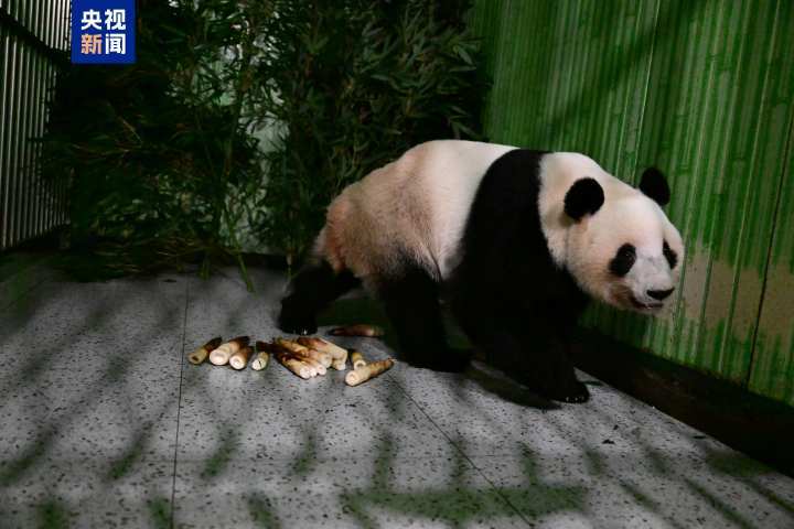 “晓晓”“蕾蕾”入住中国大熊猫保护研究中心雅安基地