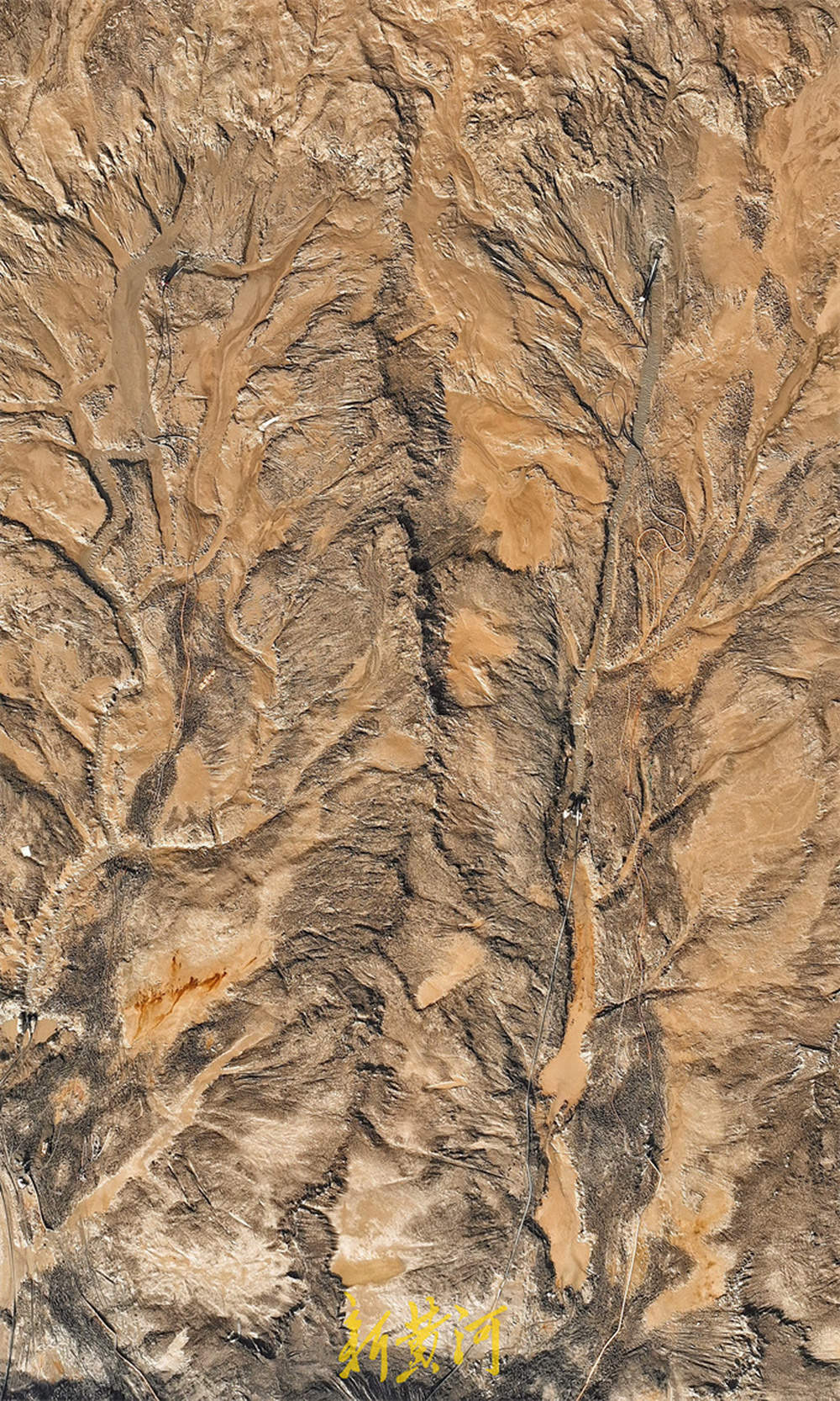 济南黄河北岸现“潮汐树” 壮美景观如同大地脉搏