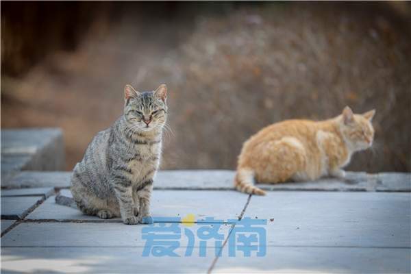 “悟空”爆了，济南能否借势“出圈”？