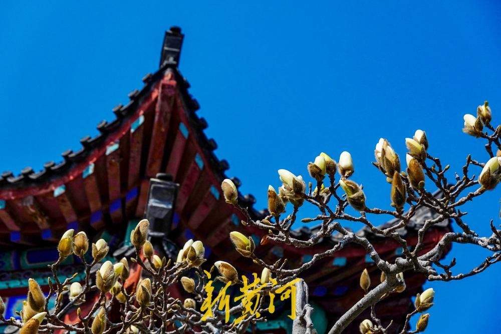 济南大明湖玉兰次第开放 白玉兰含苞伴古建