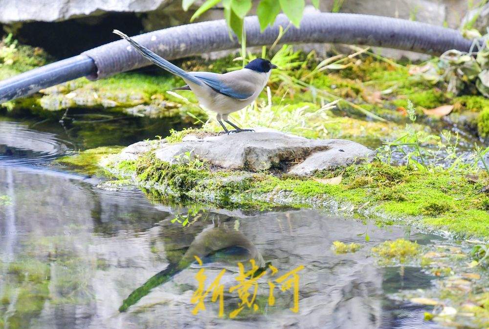 一年四季 泉在济南丨环城公园五莲泉畔 鸟儿依泉“梳妆打扮”