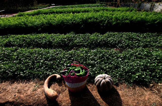 悠然南山秋意浓
