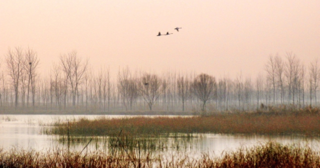 鹊山龙湖天鹅舞动的生态画卷
