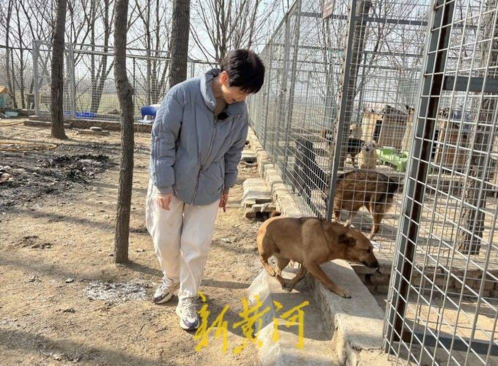 一名高校老师与她救助的800只流浪犬