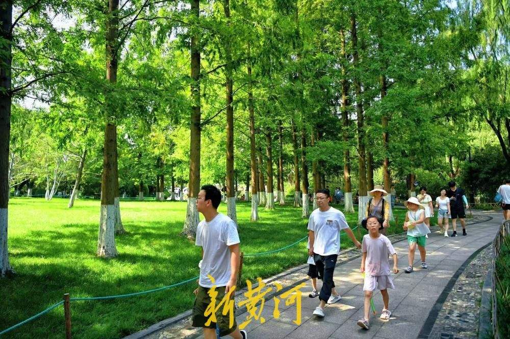 一年四季 泉在济南｜高温觅清凉 济南五龙潭水杉林撑起城市生态遮阳伞
